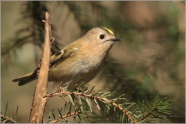 <p>KRÁLÍČEK OBECNÝ (Regulus regulus) /Goldcrest - Wintergoldhähnchen/</p>